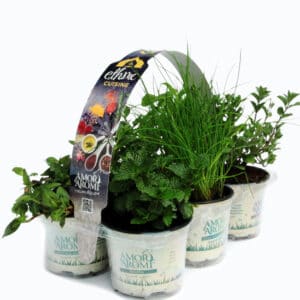 Mix Etnico 12 erbe aromatiche
