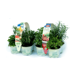 Crea la tua box personalizzata 12 erbe fresche