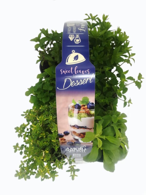 Mix Dessert 12 erbe aromatiche